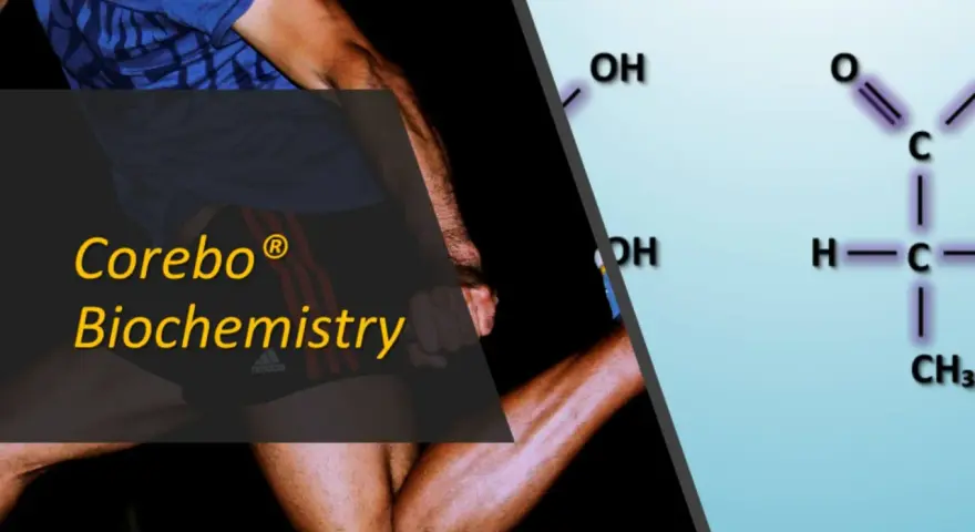 Corebo Biochemistry: scopri cos'è l'acido lattico, il composto chimico legato alla fatica muscolare durante l'esercizio fisico.