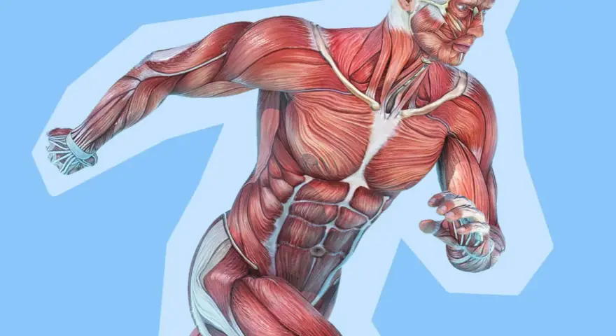 Anatomia umana con dettagli di fibre muscolari bianche e rosse, che mostrano la potenza e la definizione del corpo in movimento.