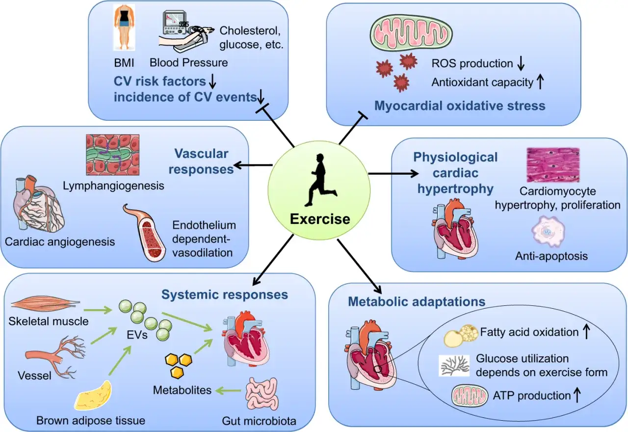 Diagramma che illustra gli effetti dell'esercizio sul corpo, con un focus su come migliorare il livello aerobico basso e ridurre i fattori di rischio cardiovascolare.