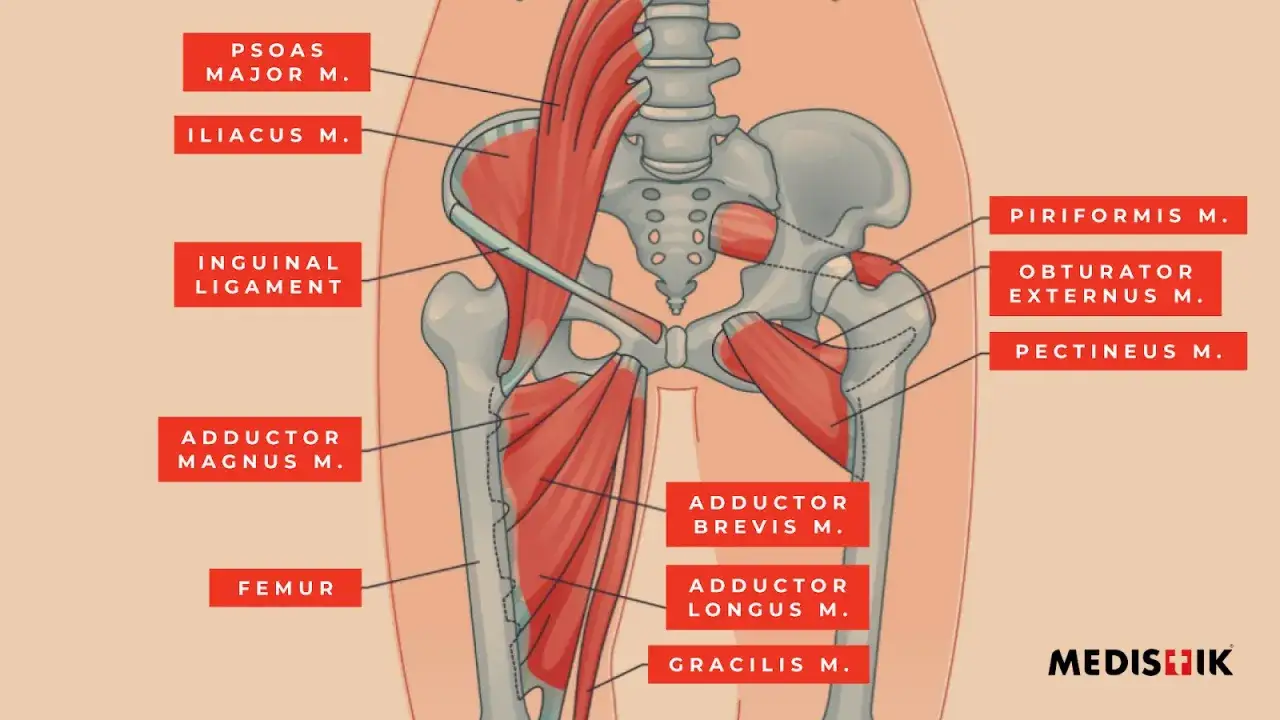 Illustrazione anatomica dei muscoli flessori dell'anca, tra cui il psoas, l'iliaco e il pettineo, essenziali per il movimento.