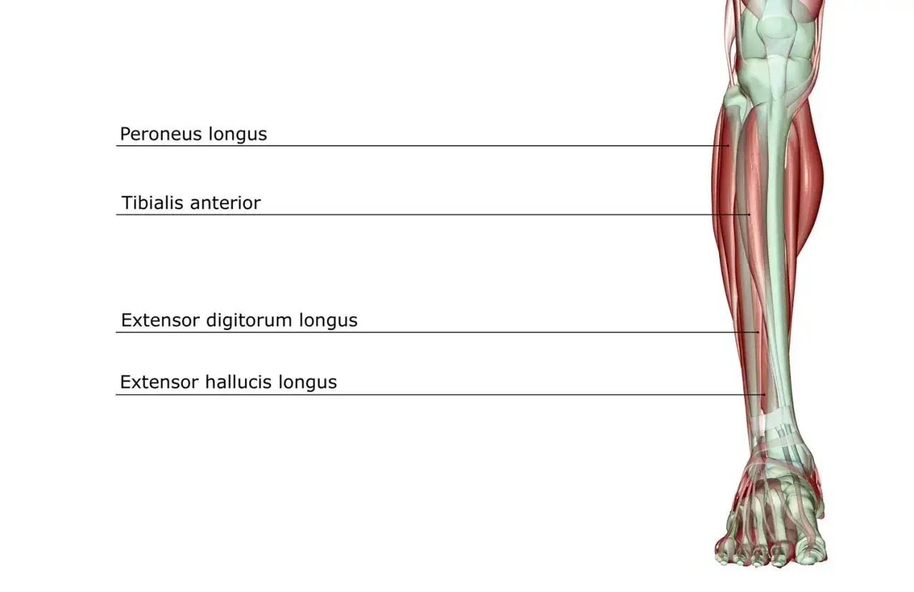 Muscolo peroneo lungo e altri muscoli della gamba e del piede, con etichette anatomiche.