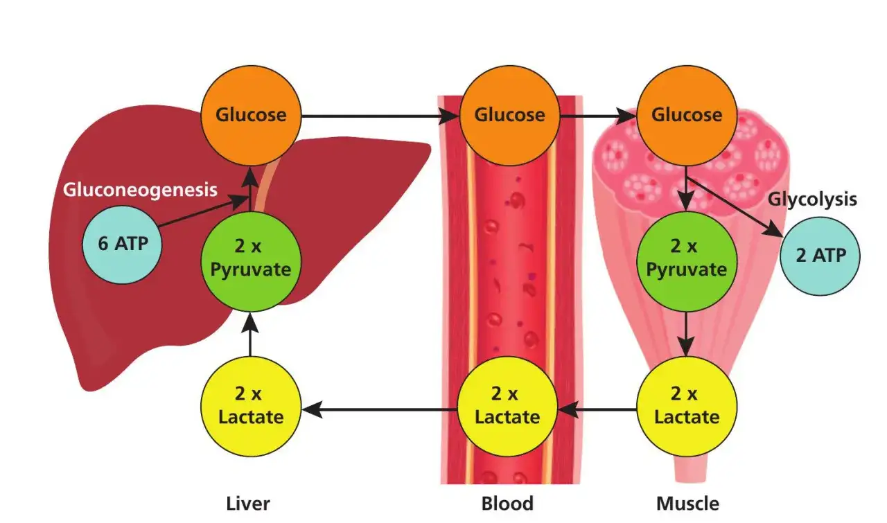 Schema del meccanismo anaerobico lattacido: il fegato produce glucosio tramite gluconeogenesi, il muscolo lo usa per produrre lattato.