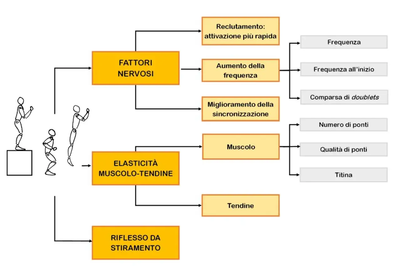 Schema sui fattori che influenzano la pliometria nel calcio: fattori nervosi, elasticità muscolo-tendinea e riflesso da stiramento.