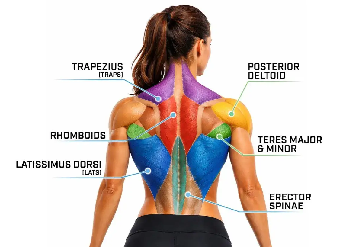 Vista posteriore di una donna con i muscoli dorsali evidenziati in colori diversi: trapezi, romboidi, dorsali, deltoidi posteriori, teres major e minor, erettori spinali.