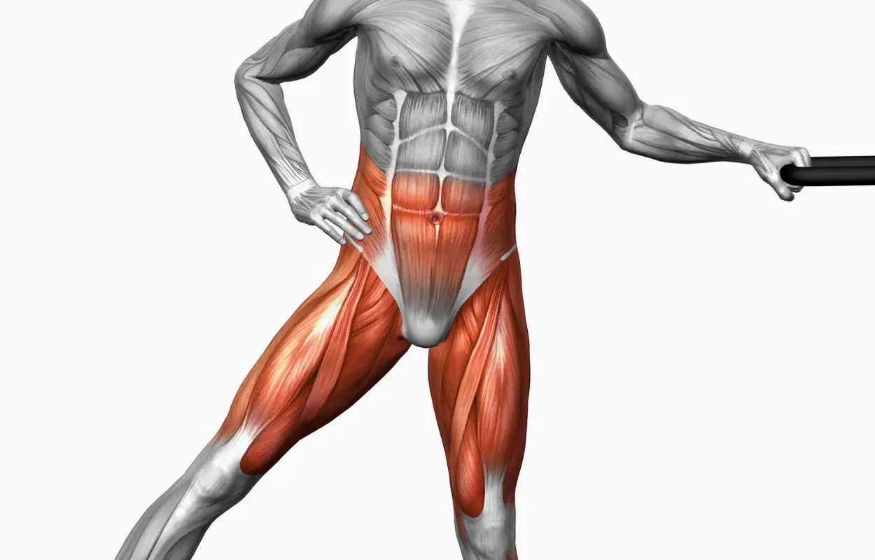 Muscolatura addominale e adduttore breve in evidenza, con un uomo che si allena con un bilanciere.
