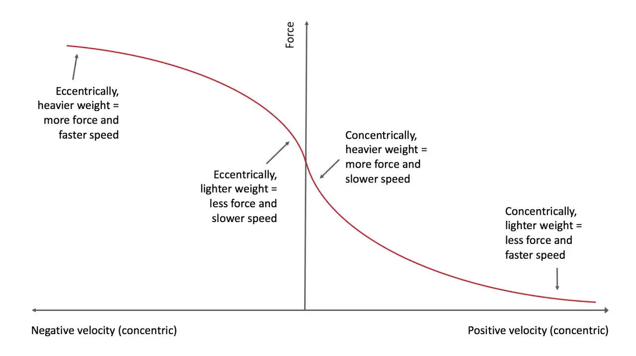 Grafico forza-velocità: eccentrica lenta con peso maggiore genera più forza. Concentrica lenta con peso maggiore genera più forza.