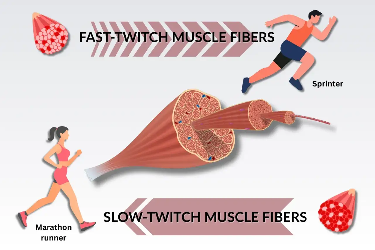 Fibre muscolari bianche e rosse: un velocista usa fibre a contrazione rapida, un maratoneta fibre a contrazione lenta.
