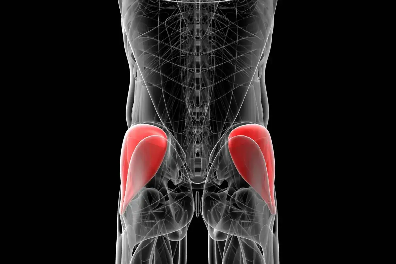 Muscolatura glutea evidenziata in rosso, illustra la zona interessata dal deep gluteal syndrome.