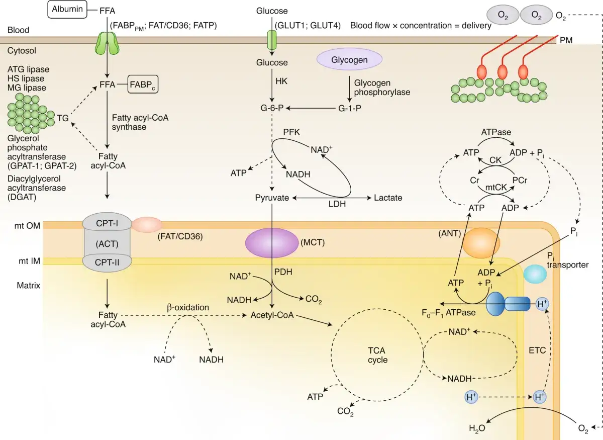 Schema illustra il metabolismo anaerobico del glucosio, con piruvato che si trasforma in lattato tramite LDH.