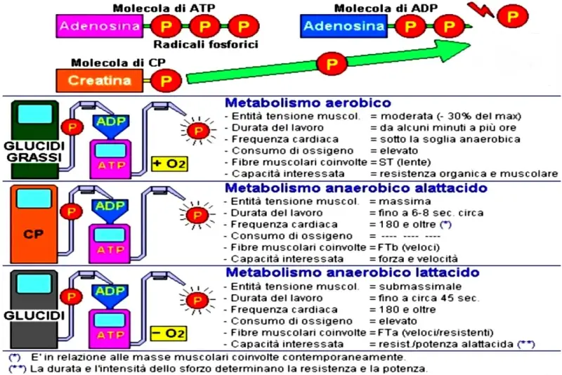 Schema che illustra i metabolismi energetici: aerobico, **metabolismo anaerobico alattacido** e lattacido, con le relative caratteristiche.