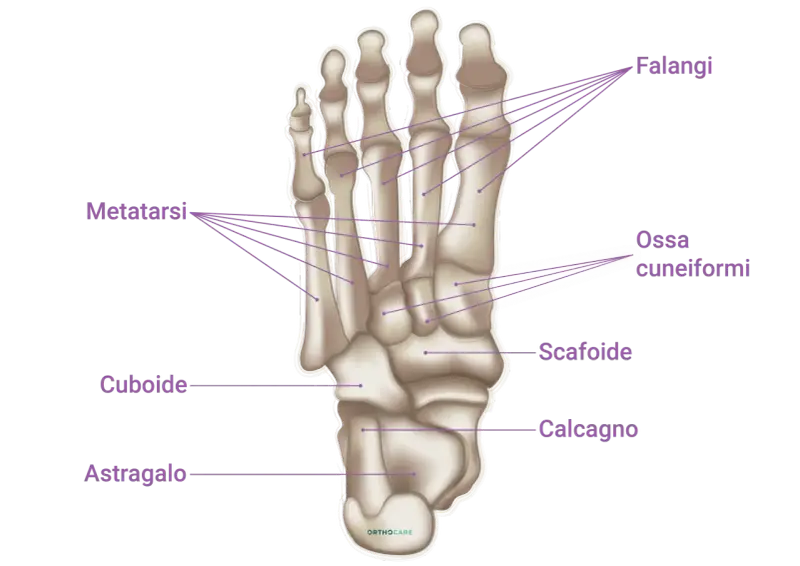 Scheletro del piede con etichette: falangi, metatarsi, ossa cuneiformi, scafoide, cuboide, astragalo e calcagno.